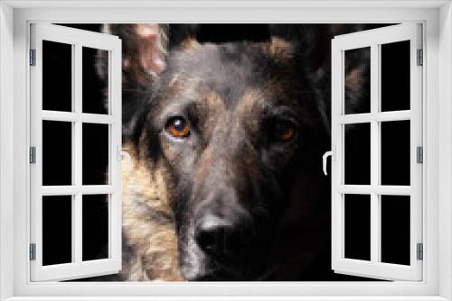 Fototapeta Naklejka Na Ścianę Okno 3D - Perro pastor alemán en la sombra, retrato canino
