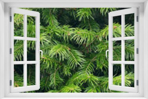 Fototapeta Naklejka Na Ścianę Okno 3D - fir tree branches texture