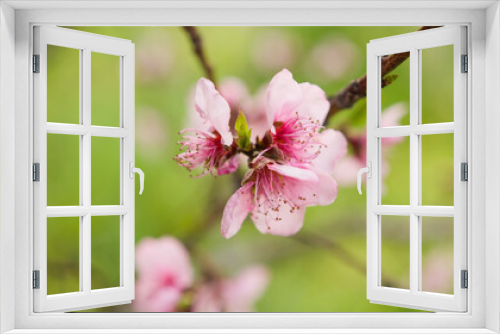 Fototapeta Naklejka Na Ścianę Okno 3D - Pink Peach tree flower blossom in the countryside during Spring season