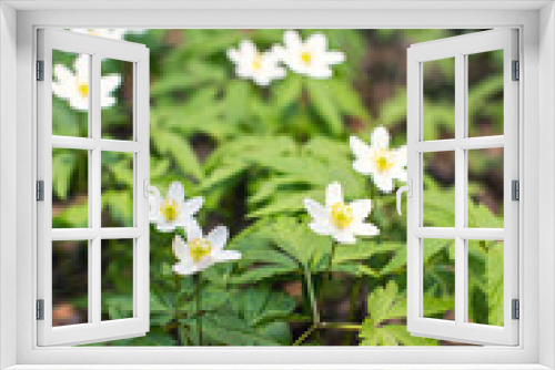 Fototapeta Naklejka Na Ścianę Okno 3D - First spring white flowers in the forest