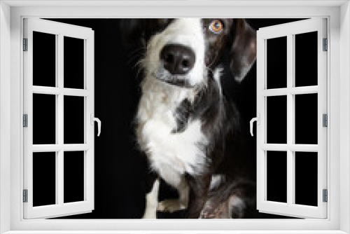 Fototapeta Naklejka Na Ścianę Okno 3D - Portrait cute puppy dog tilting head side. Isolated on black background