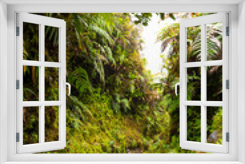 Fototapeta Naklejka Na Ścianę Okno 3D - Narrow steep gravel footpath with wood stages on the hiking trail to the summit of Mount Pelée volcano on Martinique caribbean island, France. Tropical vegetation with ferns and moss on the wayside.