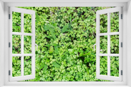 Fototapeta Naklejka Na Ścianę Okno 3D - background of bright green grass, petals