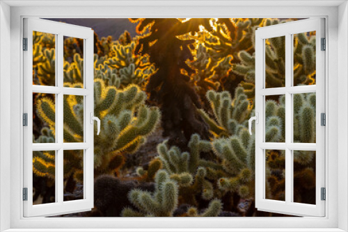 Fototapeta Naklejka Na Ścianę Okno 3D - Teddybear (Cylindropuntia bigelovii) Cholla Cactus Garden at Pinto Basin, Joshua Tree National Park, California, USA