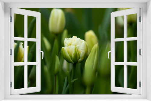 Fototapeta Naklejka Na Ścianę Okno 3D - białe, kremowe pełne tulipany