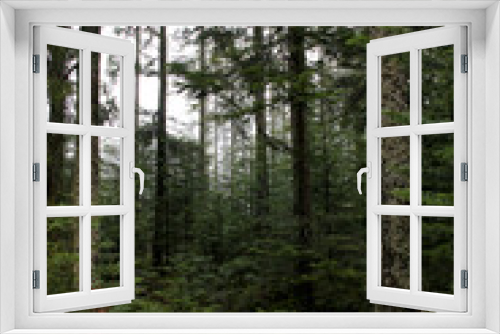 Fototapeta Naklejka Na Ścianę Okno 3D - dichter Wald