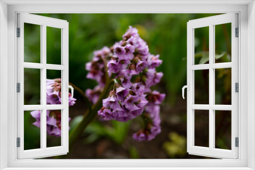 Fototapeta Naklejka Na Ścianę Okno 3D - Close-up of purple flowers close-up