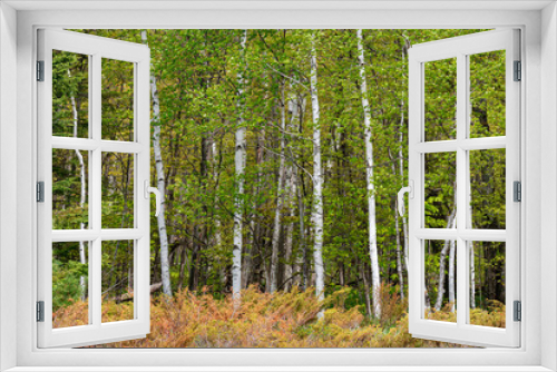 Fototapeta Naklejka Na Ścianę Okno 3D - 668-76 Birch Edge