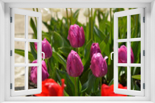 Fototapeta Naklejka Na Ścianę Okno 3D - colorful blooming tulips in the garden