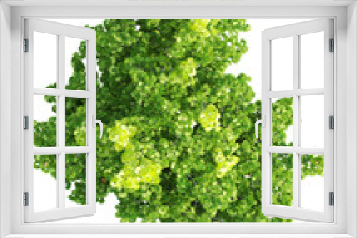 Fototapeta Naklejka Na Ścianę Okno 3D - Top View of a Acer Platanoides Tree