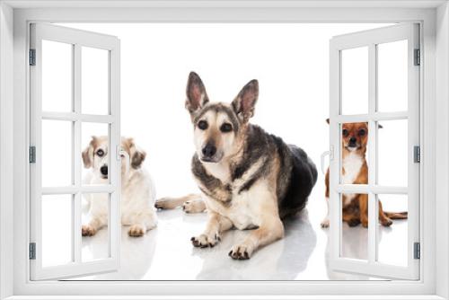 Fototapeta Naklejka Na Ścianę Okno 3D - Drei Mischlingshunde