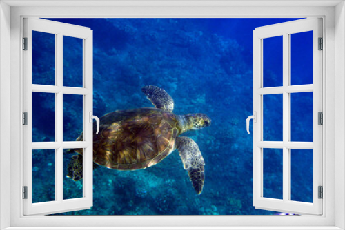 Fototapeta Naklejka Na Ścianę Okno 3D - sea turtle swimming in water