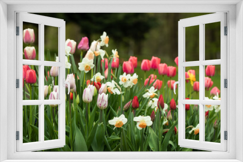 Fototapeta Naklejka Na Ścianę Okno 3D - wiosenne kompozycje kwiatowe w ogrodzie, tulipany, narcyze, 