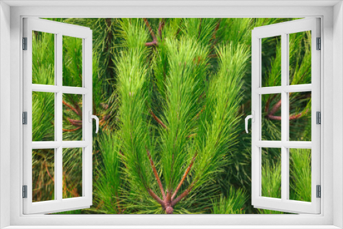 Fototapeta Naklejka Na Ścianę Okno 3D - Green coniferous plant in nature as a background