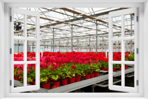 Fototapeta Naklejka Na Ścianę Okno 3D - Many flowers in pots on racks in a greenhouse. Floriculture industry business