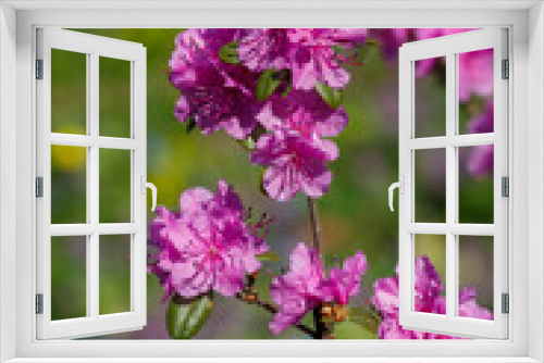 Fototapeta Naklejka Na Ścianę Okno 3D -  Dahurian rhododendron or Azalea daurica ( lat. Rhododendron dauricum ) in bloom in srping time