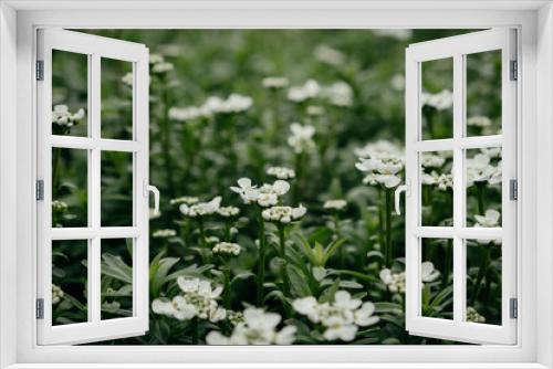 Fototapeta Naklejka Na Ścianę Okno 3D - Beautiful white field flowers in the green grass. Tender wildflowers in the meadow. Macro shot of spring flowers