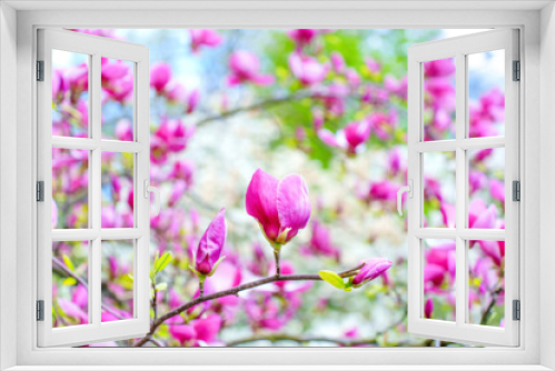 Fototapeta Naklejka Na Ścianę Okno 3D - Delicate Blooming Pink Magnolia Tree Background