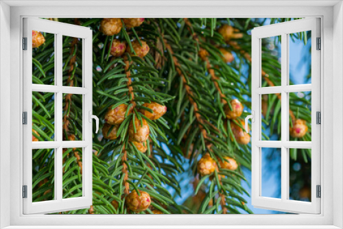 Fototapeta Naklejka Na Ścianę Okno 3D - young fir cones on a branch for background