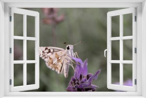 Fototapeta Naklejka Na Ścianę Okno 3D - Insecto pequeño con antenas apoyado sobre una flor violeta