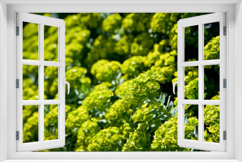 Fototapeta Naklejka Na Ścianę Okno 3D - Green succulent plants bloom in the nature field garden