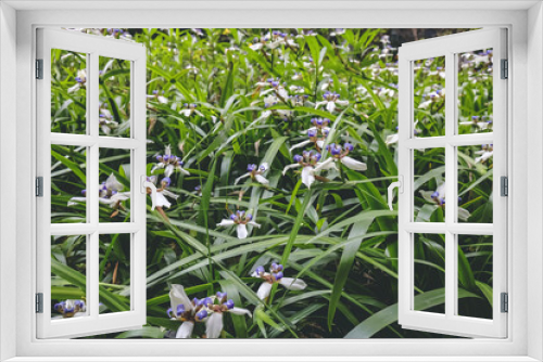 Fototapeta Naklejka Na Ścianę Okno 3D - a white iris flower with purple in a garden