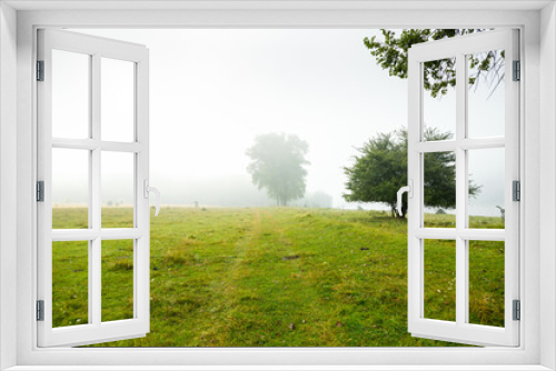 Fototapeta Naklejka Na Ścianę Okno 3D - Single poplars can be seen through the dense fog on a spring meadow.