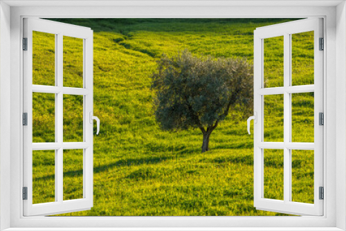 Fototapeta Naklejka Na Ścianę Okno 3D - The Olive Tree - Der Olivenbaum