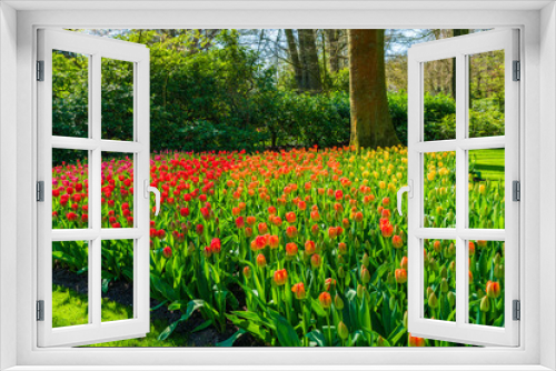 Fototapeta Naklejka Na Ścianę Okno 3D - Beautiful blooming tulips in Keukenhof Garden, Holland. Selective focus
