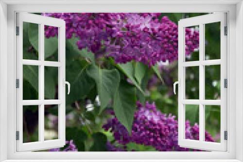 Fototapeta Naklejka Na Ścianę Okno 3D - Lilac trees in lilac garden in Moscow.