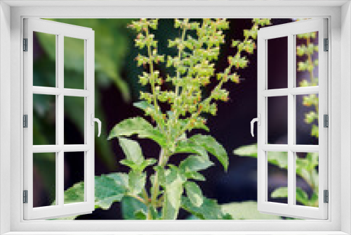 Fototapeta Naklejka Na Ścianę Okno 3D - Ocimum tenuiflorum or Holy basil, commonly known as tulasi (tulsi), a medicinal plant known for its use in ayurveda, and also for religious purposes throughout India.