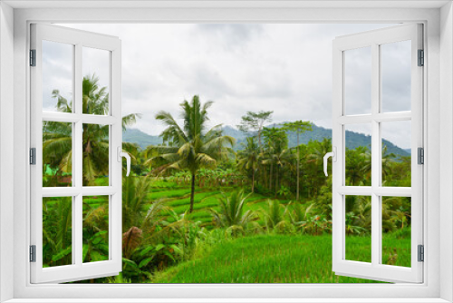 Fototapeta Naklejka Na Ścianę Okno 3D - Close up view of group rice plant (Oryza sativa) in paddy field, Indonesia. No people