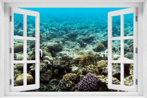 Fototapeta Naklejka Na Ścianę Okno 3D - View of coral reef in  Sharm El Sheik