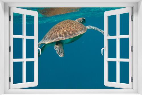 Fototapeta Naklejka Na Ścianę Okno 3D - Sea Turtle Surfacing in Ocean