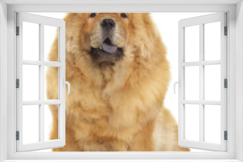 Fototapeta Naklejka Na Ścianę Okno 3D - chow-chow dog