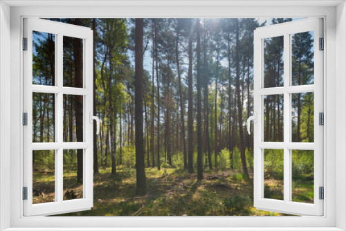 Fototapeta Naklejka Na Ścianę Okno 3D - Ein ehemaliger Nadelbaumwald wird langsam zum Mischwald