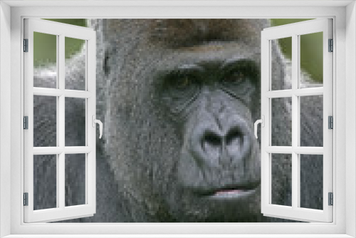 Fototapeta Naklejka Na Ścianę Okno 3D - Western lowland gorilla, Gorilla gorilla