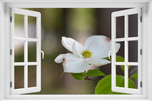 Fototapeta Naklejka Na Ścianę Okno 3D - 一輪の白いハナミズキの花　