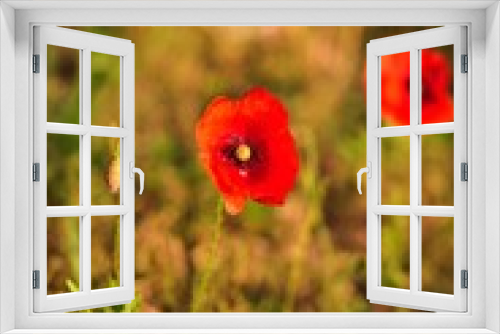 Fototapeta Naklejka Na Ścianę Okno 3D - Beautiful red flowers on a green meadow in the countryside. Red poppies in green grass. Photo with a shallow depth of field.