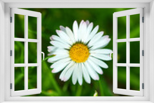 Fototapeta Naklejka Na Ścianę Okno 3D - Daisy flower close up