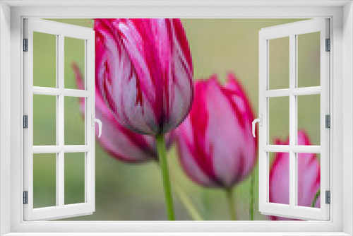 Fototapeta Naklejka Na Ścianę Okno 3D - Pink and white bright color Rembrandt sorbet tulips in bloom, bouquet of springtime flowering plants in the ornamental garden