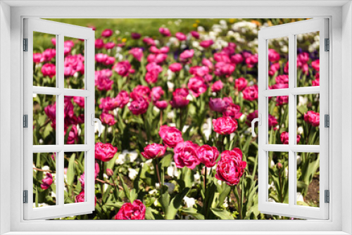 Fototapeta Naklejka Na Ścianę Okno 3D - Bright pink tulips on spring day, closeup