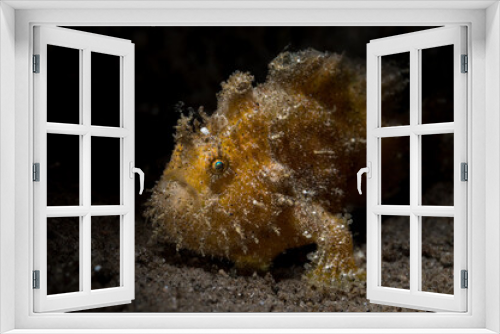 Fototapeta Naklejka Na Ścianę Okno 3D - Ocellated frogfish or Nudiantennarius subteres