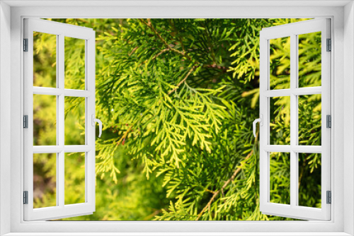 Fototapeta Naklejka Na Ścianę Okno 3D - Green coniferous plant thuja in nature as a background
