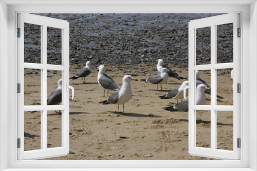 Fototapeta Naklejka Na Ścianę Okno 3D - A seagull sitting on the beach.