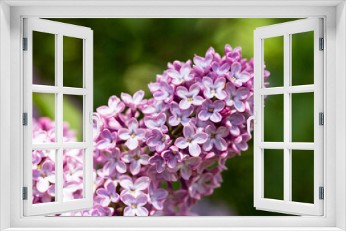 Fototapeta Naklejka Na Ścianę Okno 3D - Blossom lilac flowers in spring in garden. branch of Blossoming purple lilacs in spring. Blooming lilac bush. Blossoming purple and violet lilac flowers.