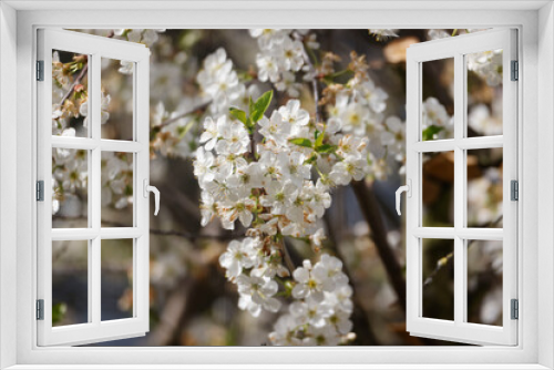 Fototapeta Naklejka Na Ścianę Okno 3D - Cherry Blossoms in a Garden, Germany, Europe