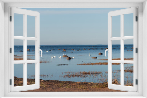 Fototapeta Naklejka Na Ścianę Okno 3D - swans in their natural habitat in the Baltic sea in spring