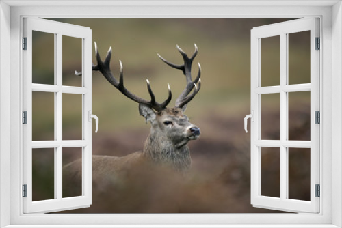 Fototapeta Naklejka Na Ścianę Okno 3D - Red deer, Cervus elaphus