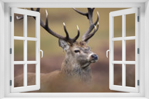 Fototapeta Naklejka Na Ścianę Okno 3D - Red deer, Cervus elaphus